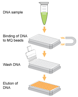 Workflow of the EpiNext DNA Purification HT System.