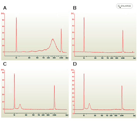 Workflow of the EpiQuik Circulating  Cell-Free DNA Isolation Kit.