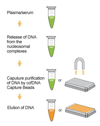 Workflow of EpiQuik Circulating Cell-Free DNA (ccfDNA) Isolation Easy Kit.