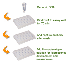 Schematic procedure for the SuperSense Methylated DNA Quantification Kit.