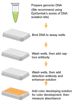 Schematic procedure for the MethylFlash Methylated DNA Quantification Kit (Colorimetric).