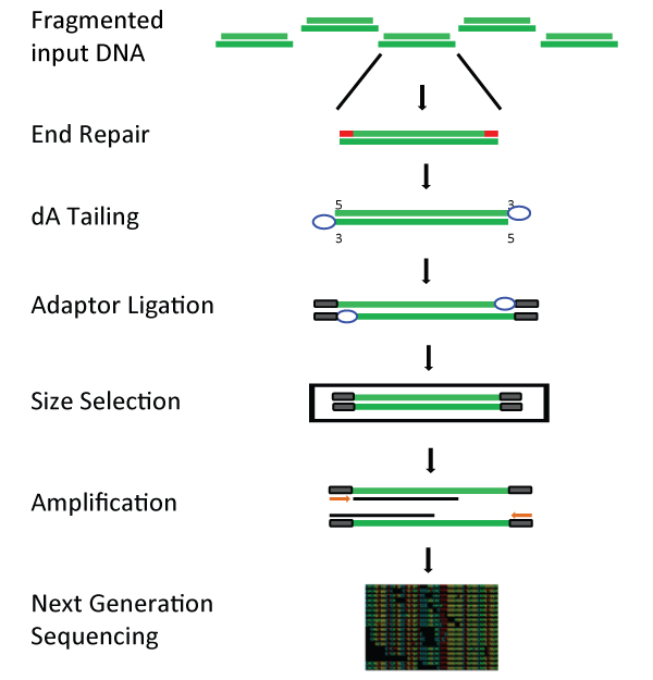 Dna Sample Qc For Ngs How to NGS Quality Control IDOCTJ
