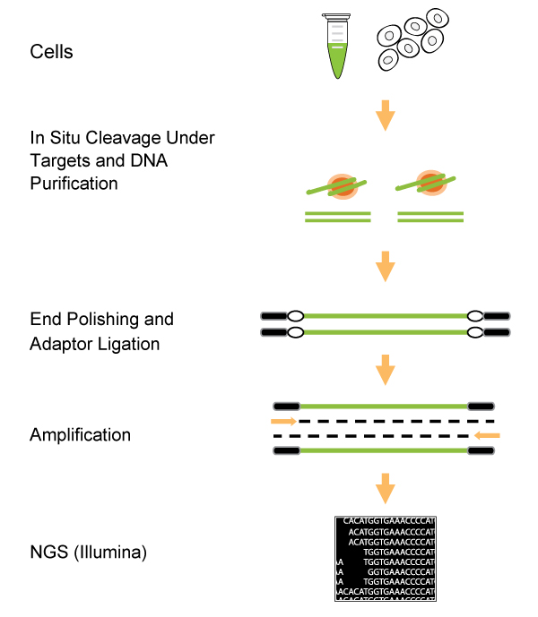 GChromatin Accessibility Assay Kit
