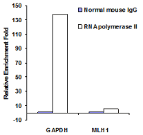 ChIP analysis of RNA polymerase II enriched in GAPDH and MLH1 promoters with chromatin extract   prepared from formaldehyde fixed colon cancer cells (2x10<sup>5</sup>) using the ChromaFlash Chromatin Extraction Kit.