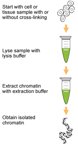 Schematic procedure of chromation isolation with the ChromaFlash Chromatin Extraction Kit.