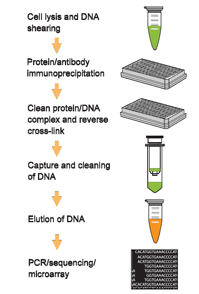 Schematic procedure of the  EpiQuik Chromatin Immunoprecipitation (ChIP) Kit.