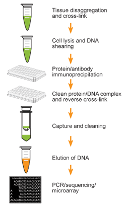 Schematic procedure of the EpiQuik Tissue Chromatin Immunoprecipitation (ChIP) Kit.Fig. 2.  Comparative overview of the  EpiQuik Tissue Chromatin Immunoprecipitation (ChIP) Kit.