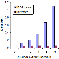 Nuclear extracts treated with H2O2  as well as untreated extracts were prepared from MCF-7 cells and used in the detection of estrogen receptor-DNA binding with the EpiQuik General Protein-DNA Binding Assay Kit (Colorimetric).