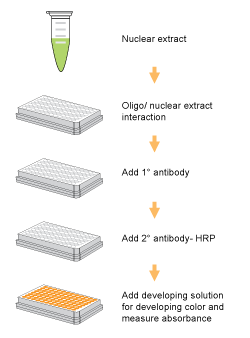 Schematic procedure for using the EpiQuik General Protein-DNA Binding Assay Kit (Colorimetric).