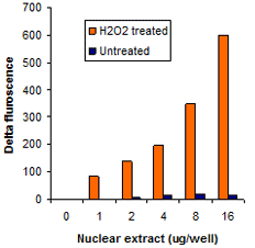 Nuclear extracts treated with H2O2&nbsp;as well as untreated extracts were prepared from MCF-7 cells and used in the detection of estrogen receptor-DNA binding with the EpiQuik&trade; General Protein-DNA Binding Assay Kit (Fluorometric).