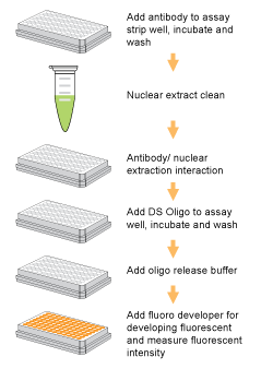 Schematic procedure for using the EpiQuik General Protein-DNA Binding Assay Kit (Fluorometric).