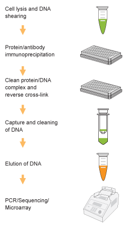 Schematic procedure of the EpiQuik Tri-Methyl-Histone H3K9 ChIP Kit.