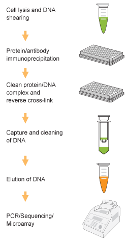 Schematic procedure of the EpiQuik Methyl-Histone H3K9 ChIP Kit.