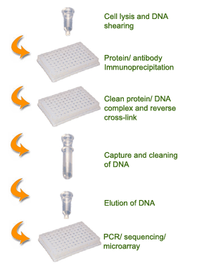 Schematic procedure of the  EpiQuik Methyl-Histone H3K4 ChIP Kit.