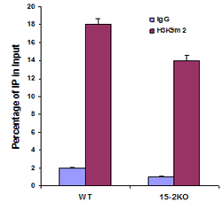 ChIP analysis of H3K9me2 in Syce1 gene promoters using the EpiQuik Tissue Methyl-Histone H3K9 ChIP Kit.  Precipitated DNA from wild-type and 15-2KO lungs were examined by quantitative PCR. Error bars represent the standard deviation of three experiments.
