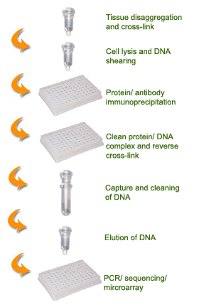 Schematic procedure of the EpiQuik Tissue Methyl-Histone H3K9 ChIP Kit.