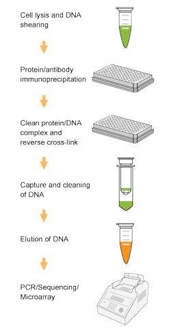 Schematic procedure of the EpiQuik Acetyl-Histone H3 ChIP Kit.