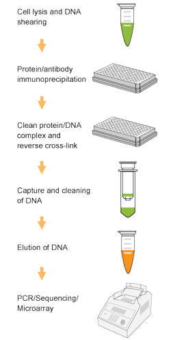 Schematic procedure of the EpiQuik Acetyl-Histone H4 ChIP Kit.