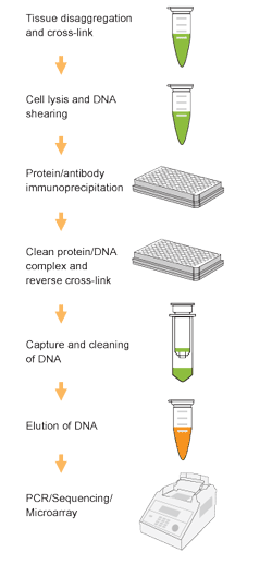 Schematic procedure of the   EpiQuik Tissue Acetyl-Histone H4 ChIP Kit.