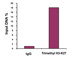DNA was immunoprecipitated from 2-week-old icu2-1/icu2-1 seedlings. PCR was used to amplify the ORNITHINE TRANSCARBAMILASE (OTC) gene and regions of the AGAMOUS gene.
