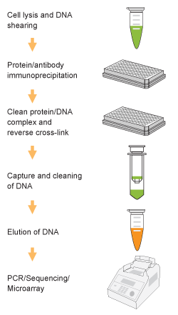 Schematic procedure of the  EpiQuik Plant ChIP Kit.