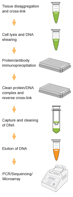 Schematic procedure of the  EpiQuik Tissue Methyl-Histone H3K27 ChIP.