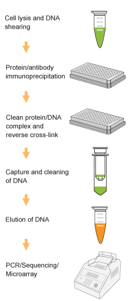 Schematic procedure for using the EpiQuik Methyl-CpG Binding Domain Protein 2 ChIP Kit.