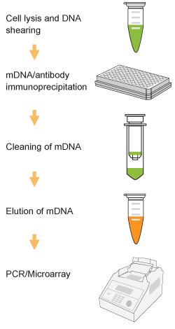 Schematic procedure for using the EpiQuik EpiQuik Methylated DNA Immunoprecipitation Kit.