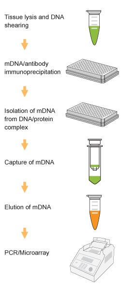 Schematic procedure for using the EpiQuik Tissue Methylated DNA Immunoprecipitation Kit.