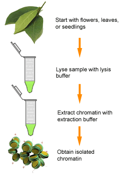 Schematic procedure of the ChromaFlash�Plant Chromatin Extraction Kit.
