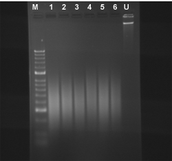 Chromatin was extracted from six MDA-231 cell samples. 40 ul (8 ug) of chromatin were sheared in a 0.2 ml tube using the EpiSonic 1100 for 20 cycles (15 sec On and 30 sec Off). DNA was purified and then run on a gel.