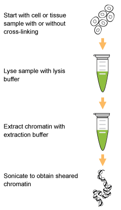 Schematic procedure of the ChromaFlash&trade; Chromatin Isolation &amp; Shearing Kit.