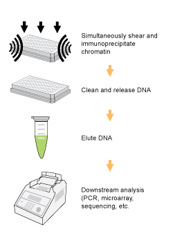 Schematic procedure for using the accelerated protocol of the ChromaFlash One-Step ChIP Kit.