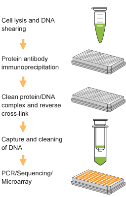 Schematic procedure for using the ChromaFlash High-Sensitivity ChiP Kit. (Cat. No. P-2027)