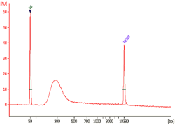 Size distribution of library fragments. Ten nanograms of DNA was ChIPed by RNA polymerase II enrichment and used for DNA library preparation.