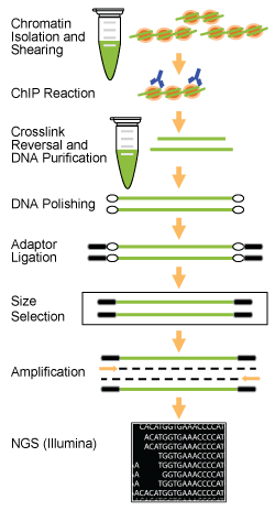 Workflow of the   EpiNext ChIP-Seq High-Sensitivity Kit (Illumina).