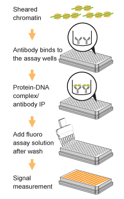 Schematic procedure of the Pre-Sure&trade; ChIP Antibody Validation Kit.