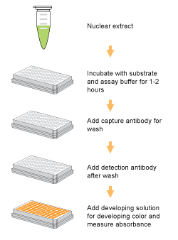 Schematic procedure for using the EpiQuik DNA Methyltransferase (DNMT) Activity/Inhibition Assay Kit.