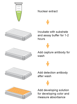 EpiQuik DNA Methyltransferase (DNMT) Activity/Inhibition Assay Kit (96 assays)