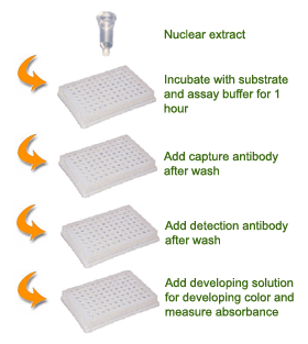 Schematic procedure for using the EpiQuik Histone Methyltransferase Activity/Inhibition Assay Kit (H3K9).