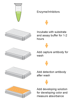 Schematic procedure for using the EpiQuik DNMT1 Activity/Inhibitor Screening Assay Core Kit.