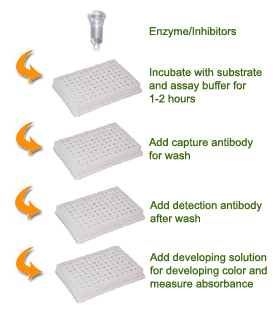 Schematic procedure for using the EpiQuik DNMT3B Activity/Inhibitor Screening Assay Core Kit.