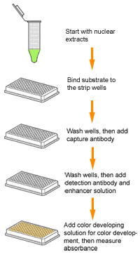 Schematic procedure of the EpiQuik DNA Demethylase Activity/Inhibition Assay Ultra Kit.