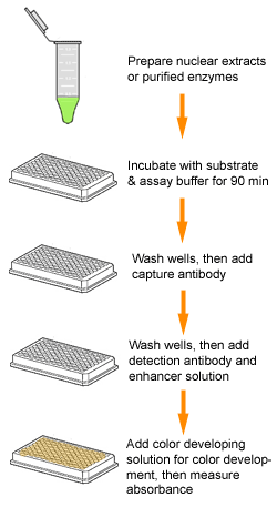 Schematic procedure for the EpiQuik DNMT Activity/Inhibition Assay Ultra Kit (Colorimetric).