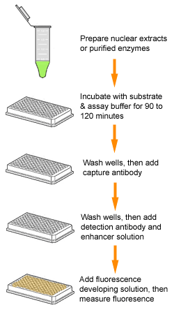 Schematic procedure for the EpiQuik DNMT Activity/Inhibition Assay Ultra Kit (Fluorometric).