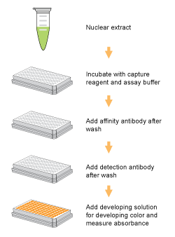 Schematic procedure for using the EpiQuik Dnmt1 Assay Kit.