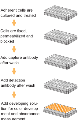 Schematic Procedure for Using the EpiQuik In Situ Histone H3K4 Methylation Assay Kit.