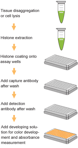 Schematic procedure for using the EpiQuik Global Histone H3K4 Methylation Assay Kit.