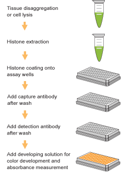 Schematic procedure for using the EpiQuik Global Histone H3K27 Tri-Methylation Assay Kit.