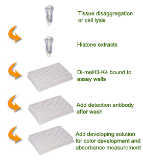 Schematic procedure for using the EpiQuik Global Di-Methyl Histone H3K4 Quantification Kit (Colorimetric).